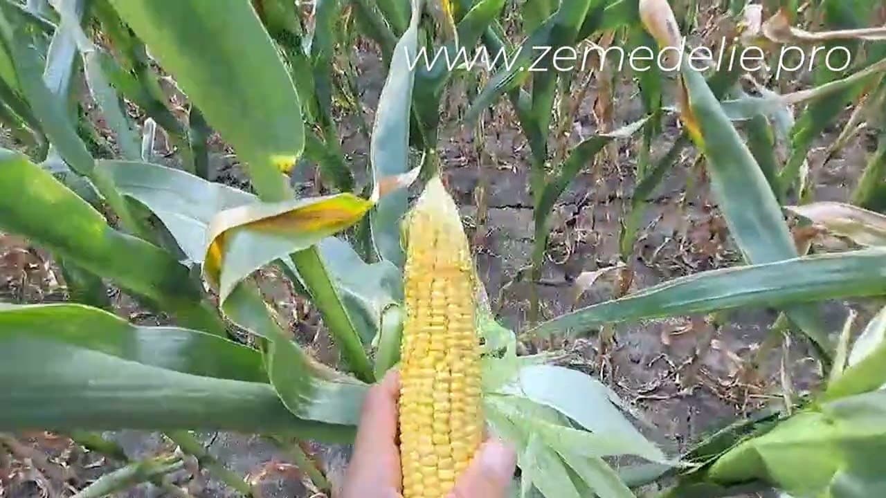 2025г в пет минути - Обзор на земеделската година