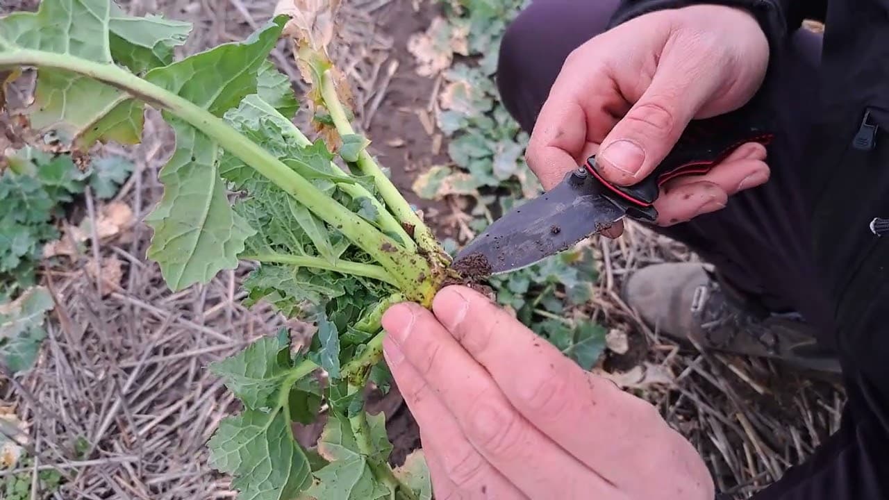 Азотно торене при рапица